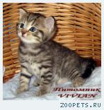 Британские тигровые котята  из питомника VIVIAN.