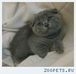 Шотландские и британские КОШЕЧКИ