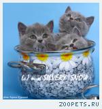 Британские котята. Настоящие, с родословной.