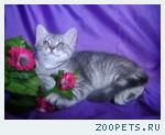 Шотландский котенок мальчик