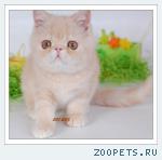 Персидские и экзотические котята