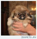 Пекинесики чудо детки