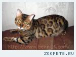 Бенгальские котята