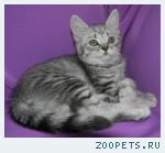 Шотландские КОТИКИ