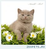 Британские котята от Чемпиона Мира.