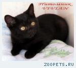 Британские черные котята  из питомника VIVIAN.