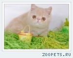 Персидские и экзотические котята