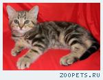 Шотландские КОТИКИ