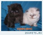 Персидские  и экзотические котята