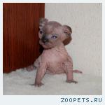 голубоглазые котята