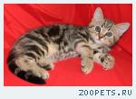 Шотландские КОТИКИ