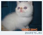 Продажа экзотической кошечки колор-поинт