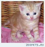 Британские мрамоные котята  из питомника VIVIAN.