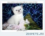 Клубные шотландские вислоухие и прямоухие котята