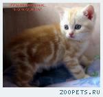 Британские мрамоные котята  из питомника VIVIAN.