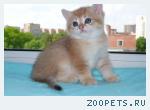 Золотые британские котята