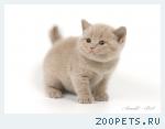 Лиловый британский котенок.