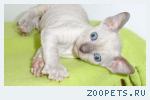 КОРНИШ-РЕКС кудрявые котята