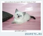 Шотландский прямоухий котенок девочка колор поинт