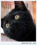 Британские черные котята  из питомника VIVIAN.
