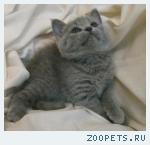 Шотландские КОШЕЧКИ
