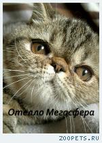 Экзотический котик Отелло