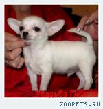 чихуахуа