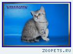 Британские котята из питомника Daryacats