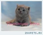 Продаются британские котята из питомника Ivona