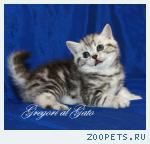 Элитные британские мраморные котята!