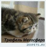 Экзотические короткошерстные котята