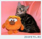 Шотландский КОТИК-Мальчик
