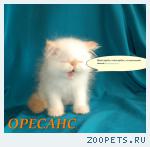 Мы весёлые котята
