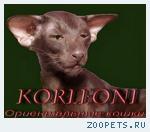 Ориентальные котята