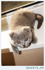 Милые плюшевые котята скоттиш страйт и скоттиш фолд