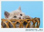 Британские котята