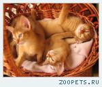 Абиссинские котята из питомника