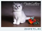 Британские серебристые котята