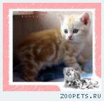 Британские мрамоные котята  из питомника VIVIAN.