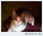нашелся котенок