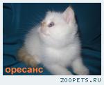 Продажа экзотической кошечки колор-поинт