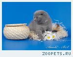 Шотландские короткошерстные котята
