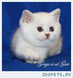 Британские котята шиншилла-пойнт ШОУ-КЛАССА!