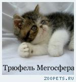 Роскошный экзотический котик