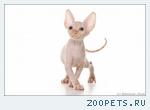 Котята Канадского Сфинкса