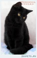 Британские черные котята  из питомника VIVIAN.