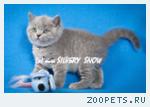 Чистокровные британские котята из питомника SILVERYSNOW