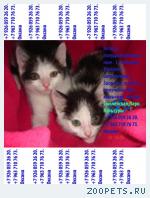 Котята полудлинношёрстные