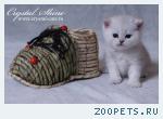 Британские котята