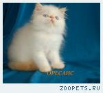 Персидский котик колор-поинт